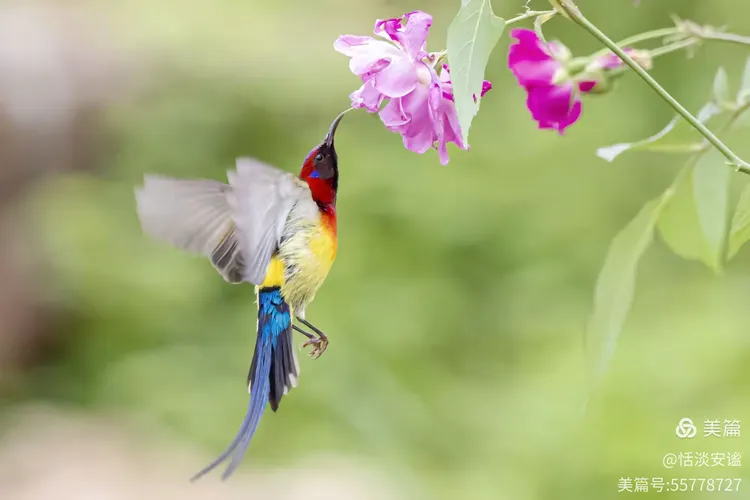 五色灵禽"桐花凤"